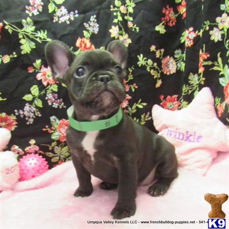umpquavalleykennels Picture 2